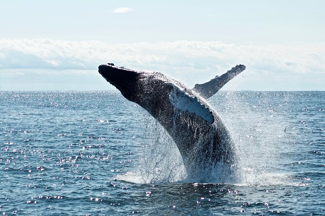 Whale Watching Cruise on a Yacht in Reykjavik - Who will enjoy this cruise most?