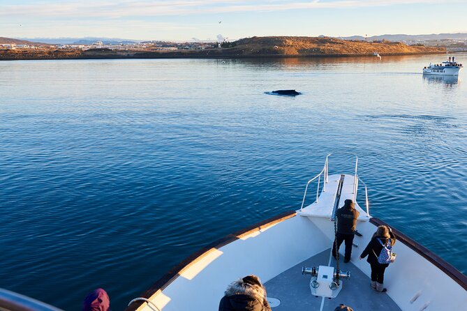 Whale Watching Cruise on a Yacht in Reykjavik - The route through Faxaflói Bay