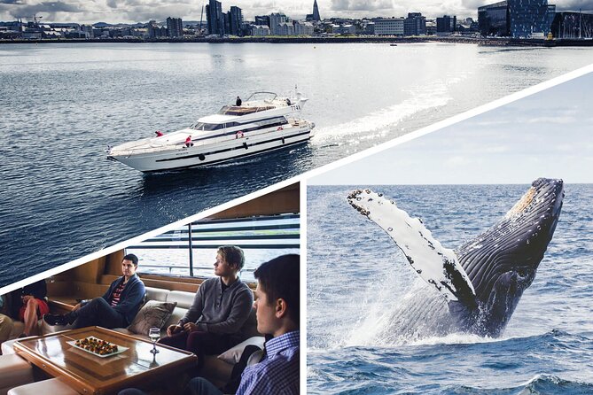 Whale Watching & Dolphin Yacht Cruise - The three-hour search across Faxafloi Bay