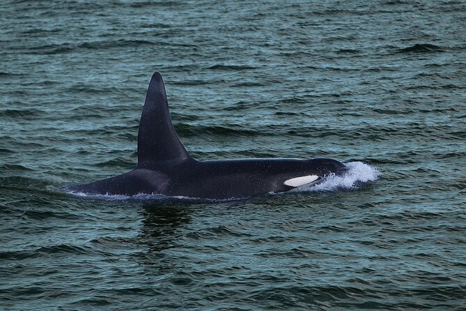 Whale Watching & Dolphin Yacht Cruise - The yacht’s best feature is comfort