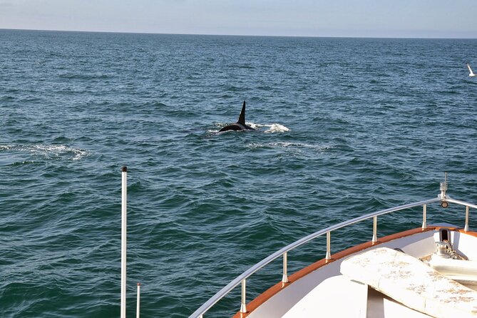 Whale Watching & Dolphin Yacht Cruise - Wildlife sightings are rewarding, but luck controls the day