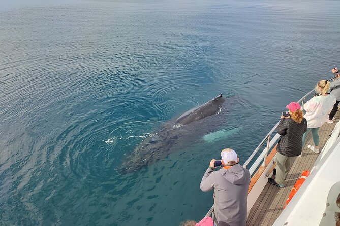 Whale Watching & Dolphin Yacht Cruise - Is $108.61 a fair price?