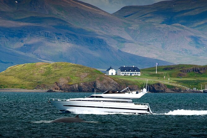 Whale Watching & Dolphin Yacht Cruise - Should you book Harpa Yachts?