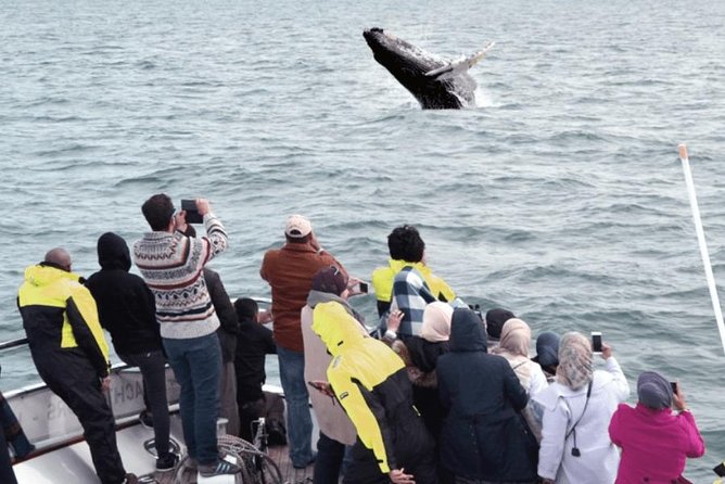 Whale Watching & Dolphin Yacht Cruise - What the guide adds, and where the tour can vary