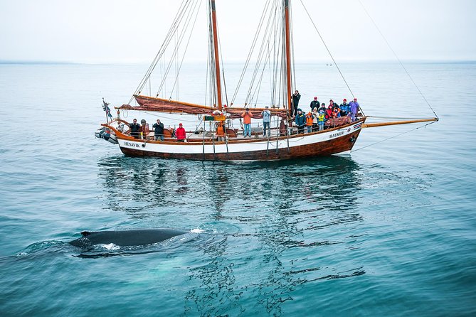 Whale Watching on a Traditional Oak Sailing Ship from Husavik - Learning to sail before the whale search