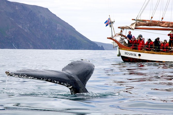Whale Watching on a Traditional Oak Sailing Ship from Husavik - The return trip, hot chocolate, and cinnamon buns