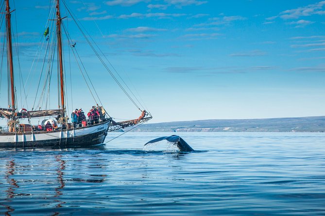 Whale Watching on a Traditional Oak Sailing Ship from Husavik - How the $106 price compares