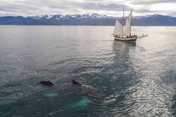 Whale Watching on a Traditional Oak Sailing Ship from Husavik - Who will enjoy this sailing most
