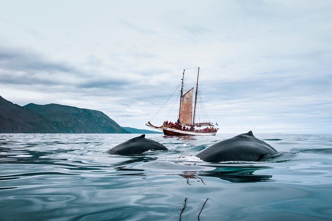 Whale Watching on a Traditional Oak Sailing Ship from Husavik - Should you book the traditional schooner?