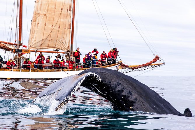 Whale Watching on a Traditional Oak Sailing Ship from Husavik - Why weather matters so much