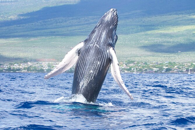 Whale Watching Tour on a Charming Hawaiian Catamaran From Maalaea - Key points to know before booking