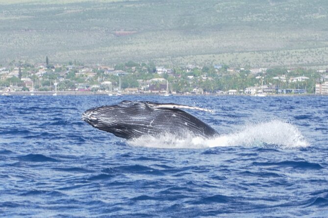 Whale Watching Tour on a Charming Hawaiian Catamaran From Maalaea - What the 2.5-hour outing is like