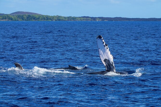 Whale Watching Tour on a Charming Hawaiian Catamaran From Maalaea - Hearing whales through the hydrophone