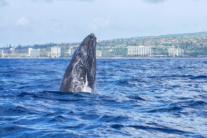 Whale Watching Tour on a Charming Hawaiian Catamaran From Maalaea - How weather changes the experience