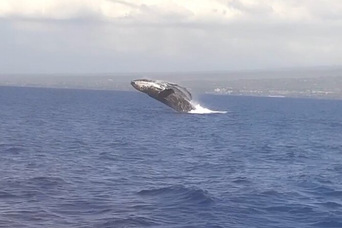 Whale Watching Tour on a Charming Hawaiian Catamaran From Maalaea - The winter whale season in Maui