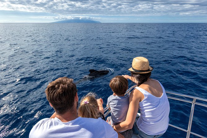 Whales & Dolphins watching in exclusive sailboat - A small sailboat from Costa Adeje