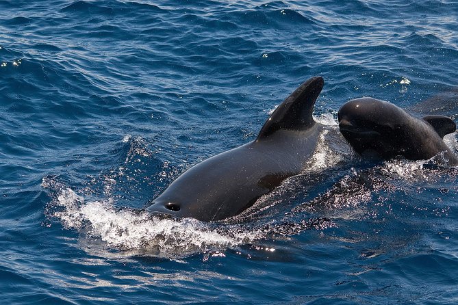 Whales & Dolphins watching in exclusive sailboat - Watching pilot whales in their own waters