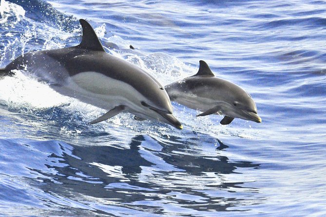 Whales & Dolphins watching in exclusive sailboat - Getting to Puerto Colón and sorting out pickup